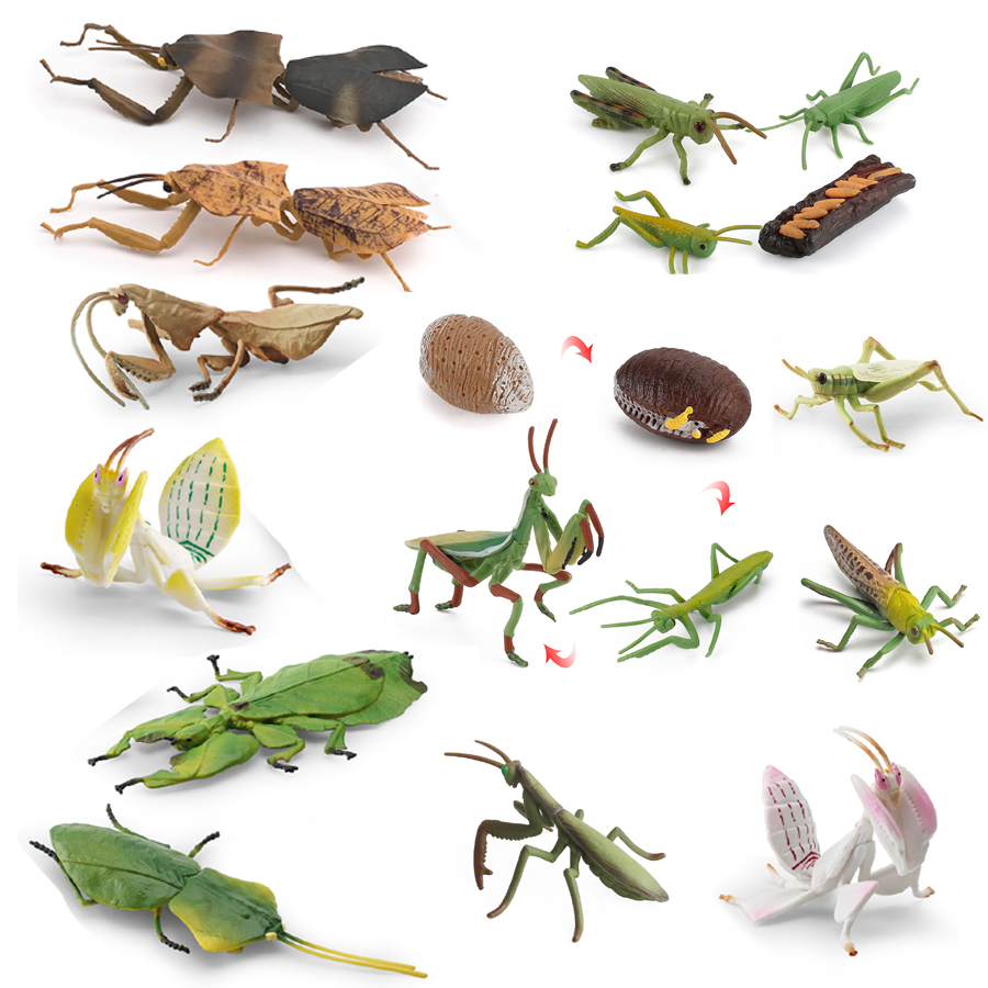 Kids Education Picture - Gerçekçi Orkide Mantis Ölü Yaprak Mantis