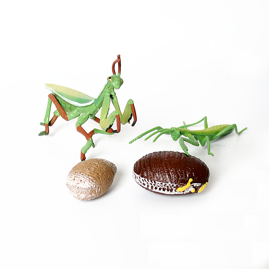 Gerçekçi Orkide Mantis Ölü Yap - Kids Education Picture incelemesi ve fiyatı